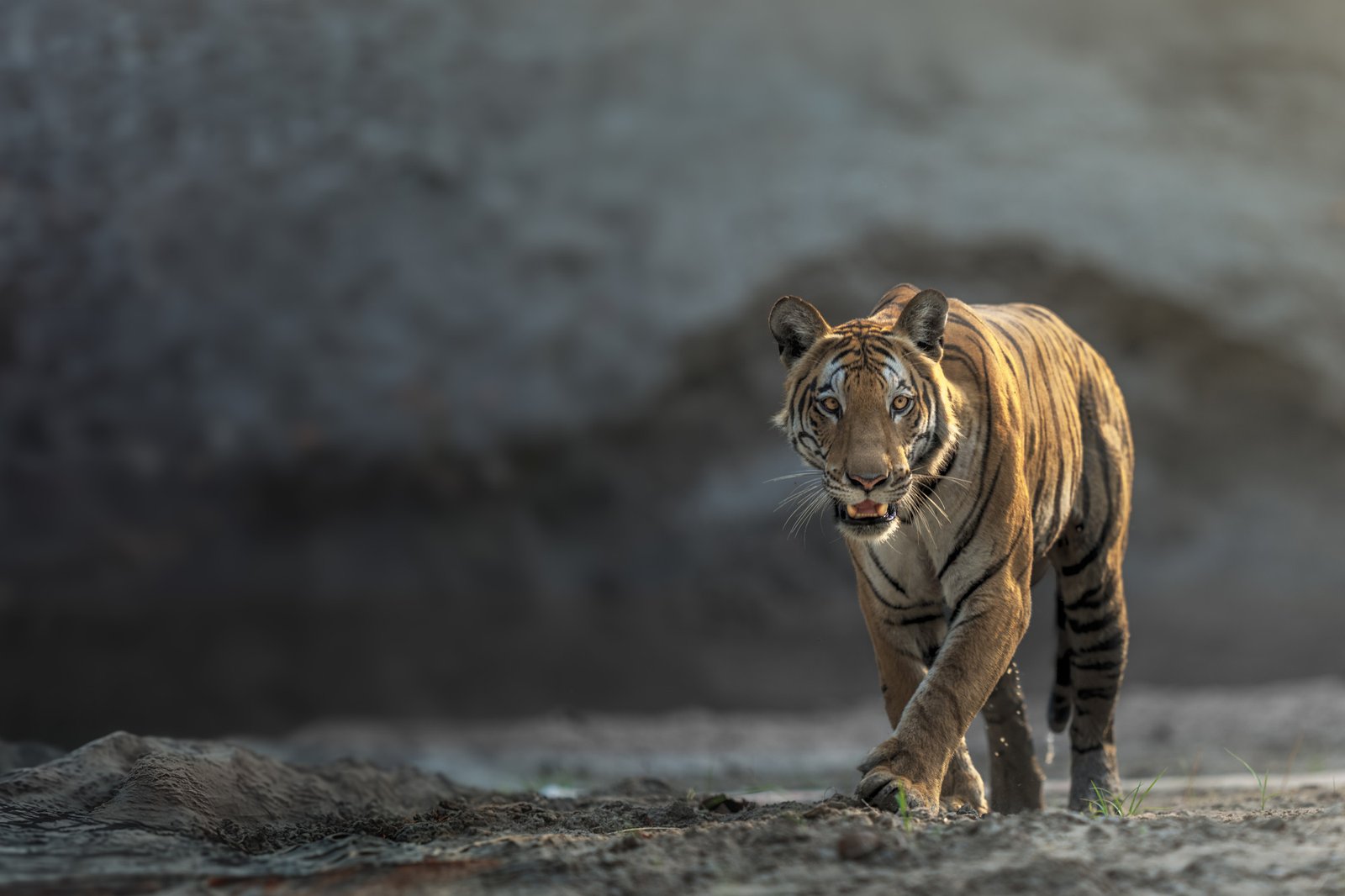 Golden Triangle Tiger Safari Expedition