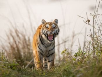 Wildlife Tour - Tiger Marathon